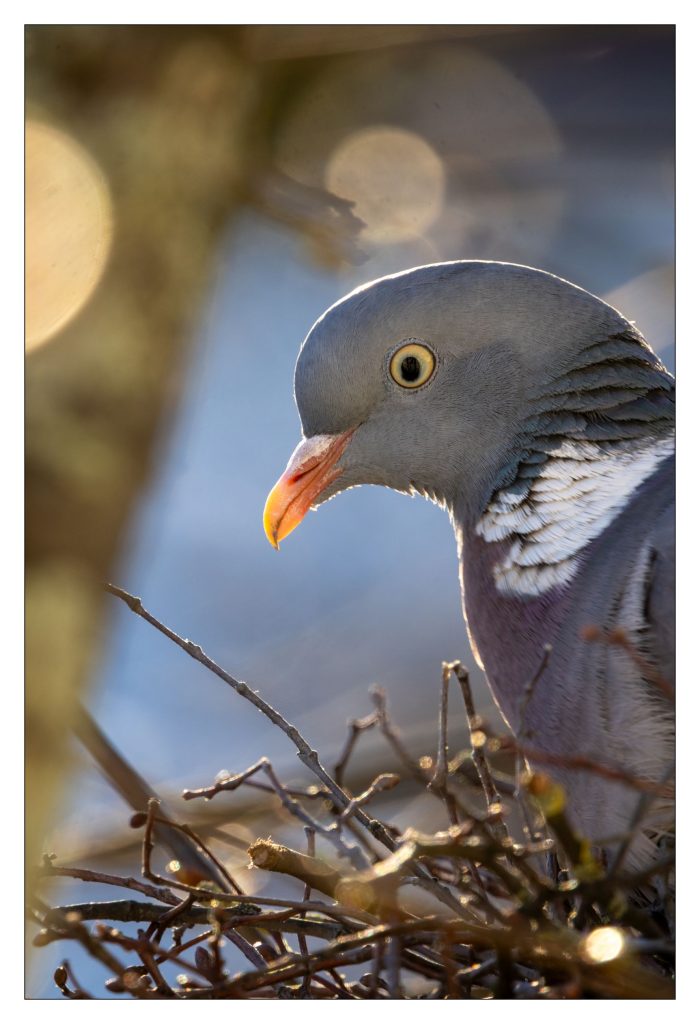 Ringeltaube