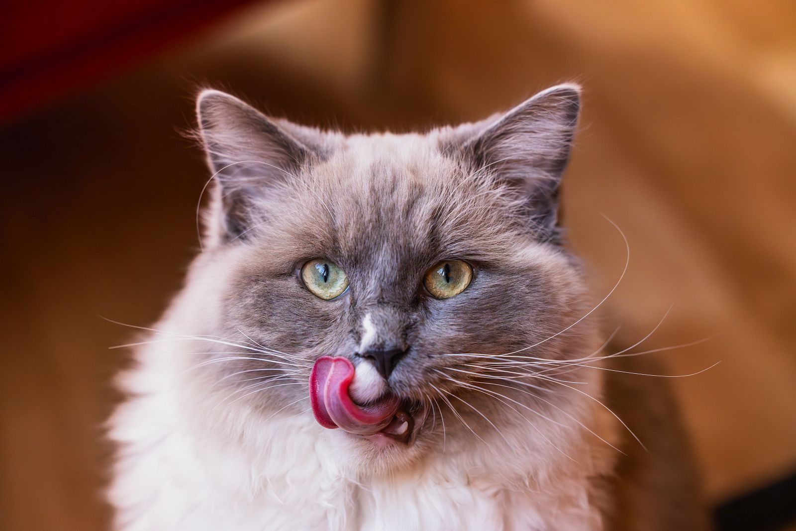 Katze