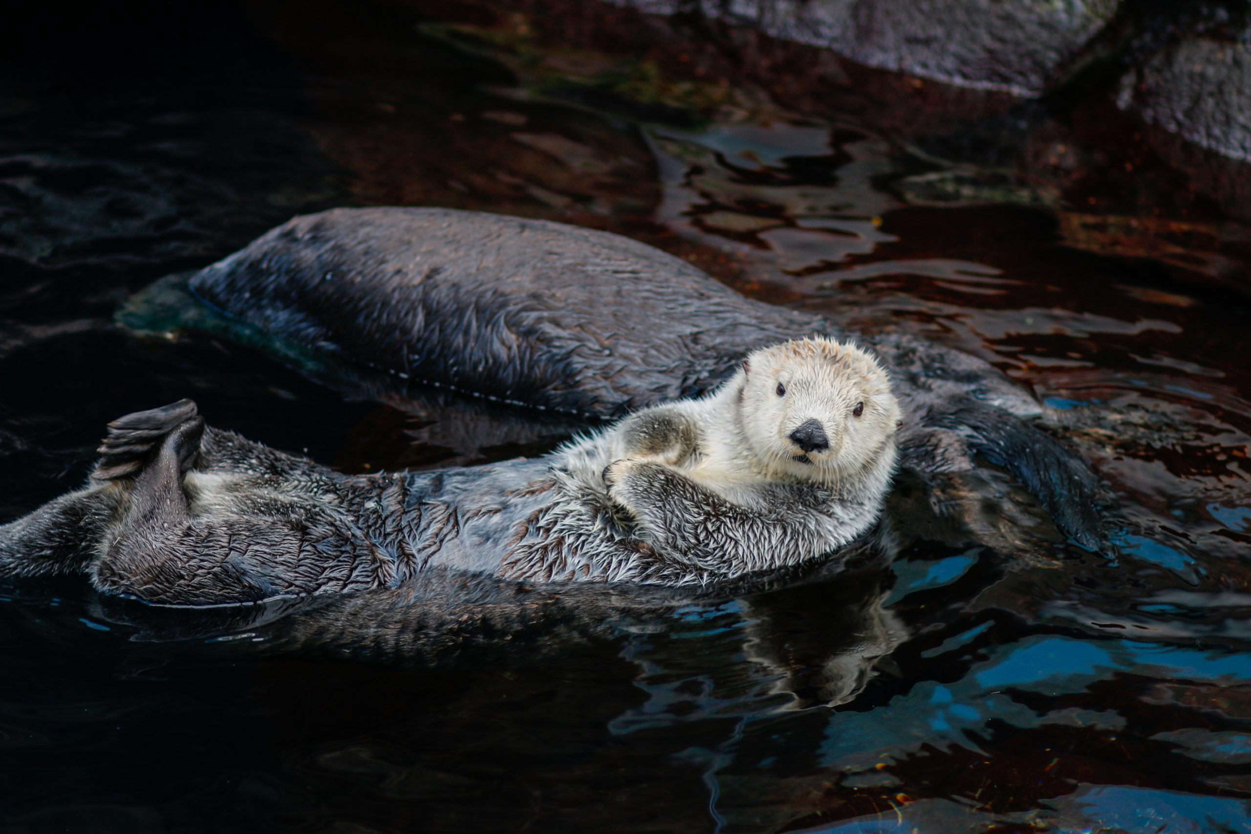 Seeotter
